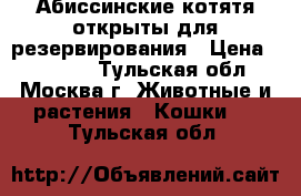 Абиссинские котятя открыты для резервирования › Цена ­ 20 000 - Тульская обл., Москва г. Животные и растения » Кошки   . Тульская обл.